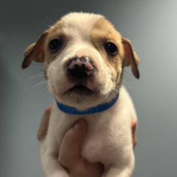 Silco -  Mixed Breed Dog for Adoption in Chattanooga, Tennessee - Silco | PetCurious