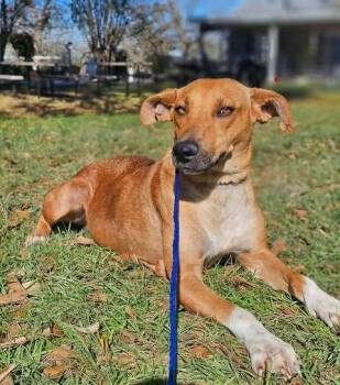 Labrador Retriever Dogs Available for Adoption in Denver, Colorado - Leia | PetCurious