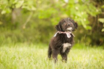 Goldendoodle and Mixed Breed Dogs Available for Adoption in Gradyville, Kentucky - Bettina- Transport | PetCurious