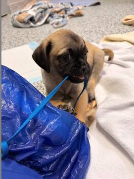 Chuckie -  Pug Dog for Adoption in Allegan, Michigan - Chuckie | PetCurious