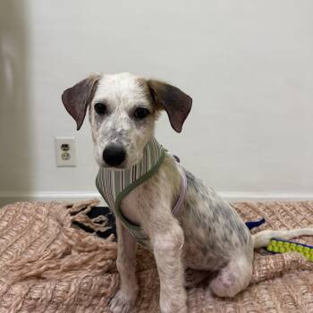 Polly -  Mixed Breed Dog for Adoption in Hendersonville, Tennessee - Polly | PetCurious