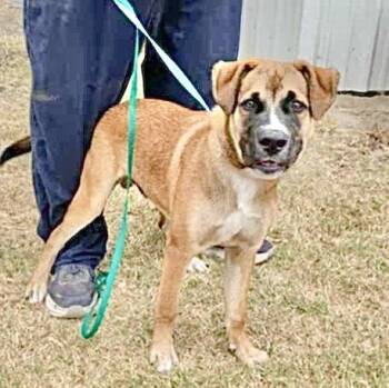 Rescue Labrador Retriever and Shepherd Dogs for Adoption in Austin, Texas - Rocket | PetCurious