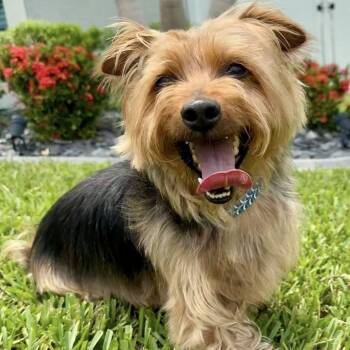 Rescue Silky Terrier Dogs for Adoption in Cape Coral, Florida - Toby | PetCurious