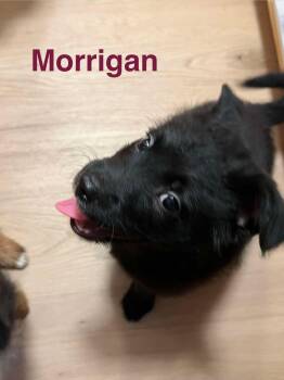Morrigan -  Border Collie Dog for Adoption in Eugene, Oregon - Morrigan | PetCurious