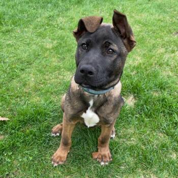 Akita Dogs Available for Adoption in Houston, Texas -  Possum | PetCurious