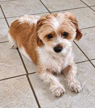Jonesy -  Cavalier King Charles Spaniel and Spaniel Dog for Adoption in St. Augustine, Florida - Jonesy | PetCurious