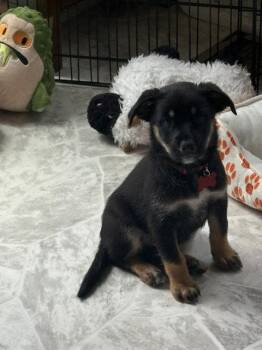 Dairy Queen -  Australian Shepherd Dog for Adoption in Newport, Kentucky - Dairy Queen | PetCurious