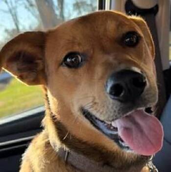 Rescue Labrador Retriever and Australian Cattle Dog Blue Heeler Dogs for Adoption in Paris, Kentucky - James River | PetCurious