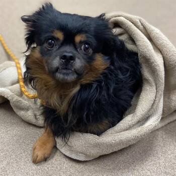 BIG WAVE DAVE -  Pekingese Dog for Adoption in Aurora, Colorado - BIG WAVE DAVE | PetCurious