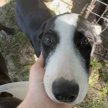Pooh -  Mixed Breed Dog for Adoption in Columbus, Georgia - Pooh | PetCurious