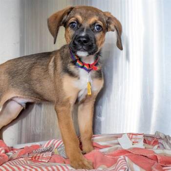 HUGO -  Beagle and German Shepherd Dog Dog for Adoption in St. Louis, Missouri - HUGO | PetCurious