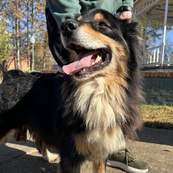 Rescue Australian Shepherd Dogs for Adoption in Manchester, New Hampshire - Mascot In NH! Come Meet Our Adoptable Dogs! More Info In Bio! | PetCurious