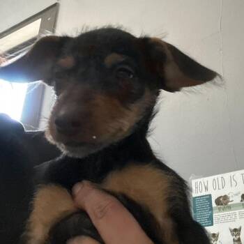 Yorkshire Terrier and Miniature Pinscher Dogs Available for Adoption in Silver Spring, Maryland - Daisy | PetCurious