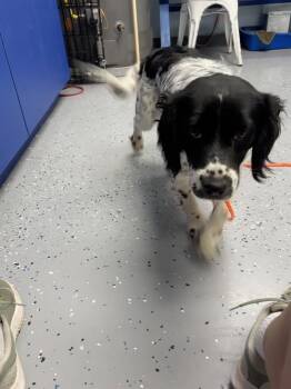 Prescott -  Spaniel Dog for Adoption in Grafton, Wisconsin - Prescott | PetCurious