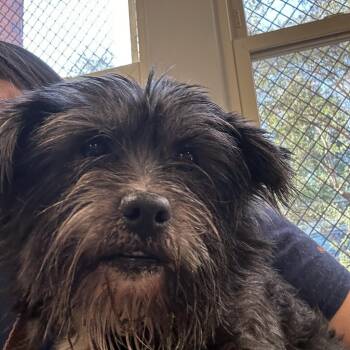 Mixed Breed Dogs Available for Adoption in Philadelphia, Pennsylvania - Briggs | PetCurious
