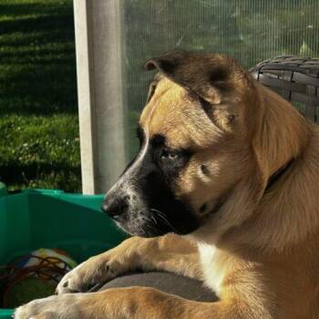 Benjamin -  German Shepherd Dog and Husky Dog for Adoption in Vienna, Ontario - Benjamin | PetCurious
