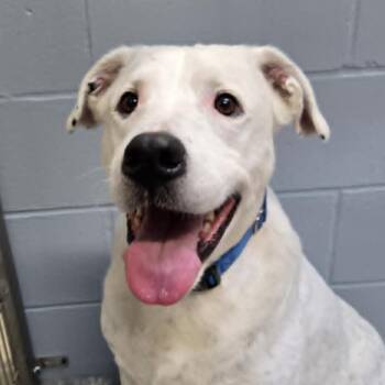 Rescue American Bulldog and Labrador Retriever Dogs for Adoption in Watertown, Wisconsin - Rowdy | PetCurious