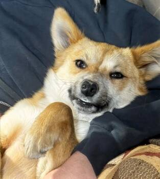Corgi Dogs Available for Adoption - Foxxy | PetCurious