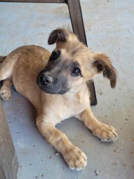 Rescue Mixed Breed Dogs for Adoption in New River, Arizona - Bruiser | PetCurious