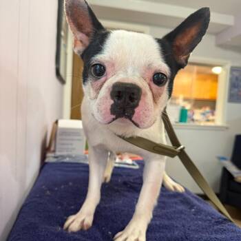 Wilson -  Boston Terrier and None Dog for Adoption in Madison, Wisconsin - Wilson | PetCurious