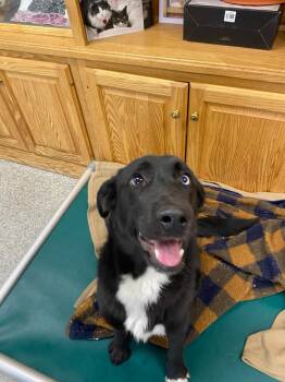 Hound Dogs Available for Adoption - Walnut | PetCurious