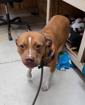 Rescue Pit Bull Terrier and Hound Dogs for Adoption in Findlay, Ohio - Jewl (Ju Ju) | PetCurious