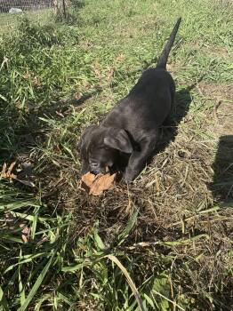Rescue Labrador Retriever Dogs for Adoption in Mauston, Wisconsin - Twighlight Sparkles | PetCurious