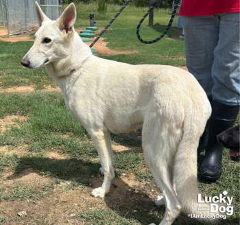 Petra -  German Shepherd Dog and Shepherd Dog for Adoption in Washington, District Of Columbia - Petra | PetCurious