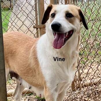 Vine -  Mixed Breed Dog for Adoption - Vine | PetCurious
