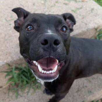 Dizzy -  Pit Bull Terrier Dog for Adoption in Bendena, Kansas - Dizzy | PetCurious