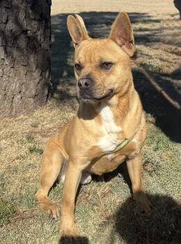 French Bulldog Dogs Available for Adoption in Canyon, Texas - Cash | PetCurious