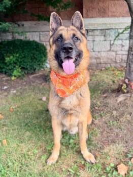 Cliff -  German Shepherd Dog Dog for Adoption in Buffalo, New York - Cliff | PetCurious