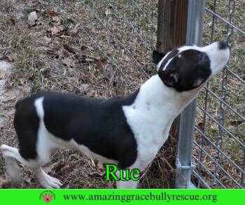American Bulldog Dogs Available for Adoption - Rue | PetCurious