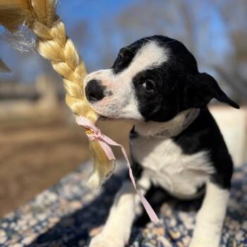 Mixed Breed Dogs Available for Adoption - Fancy | PetCurious