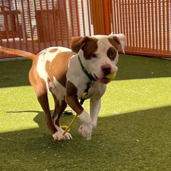 Pit Bull Terrier Dogs Available for Adoption in Las Vegas, Nevada - ZEUS | PetCurious