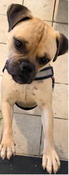 LEO -  Pug Dog for Adoption in Broomfield, Colorado - LEO | PetCurious