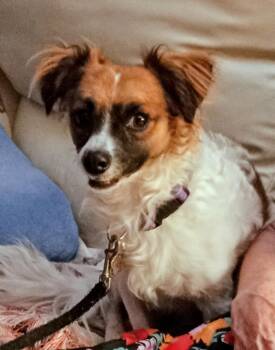 Toby -  Chihuahua Dog for Adoption in Albuquerque, New Mexico - Toby | PetCurious