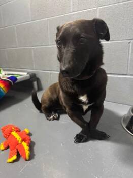 Dachshund and Corgi Dogs Available for Adoption - Flipper Maggie | PetCurious