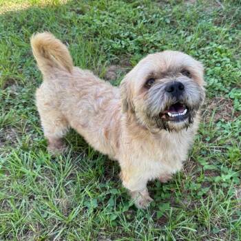 Sir Biscotti -  Shih Tzu Dog for Adoption in Houston, Texas - Sir Biscotti | PetCurious