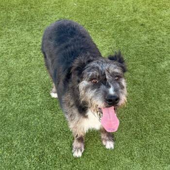 Remi -  Cattle Dog Dog for Adoption in Idaho Falls, Idaho - Remi | PetCurious