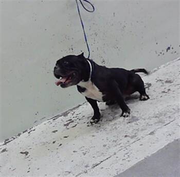 BELLA -  American Bulldog and Mixed Breed Dog for Adoption in Houston, Texas - BELLA | PetCurious