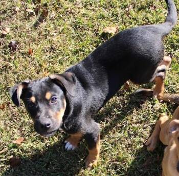 Rescue Doberman Pinscher and Shepherd Dogs for Adoption in Calera, Alabama - Roosevelt | PetCurious