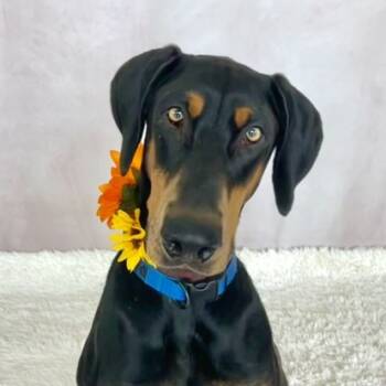Rescue Doberman Pinscher and Mixed Breed Dogs for Adoption in Auburn, California - DEXTER | PetCurious