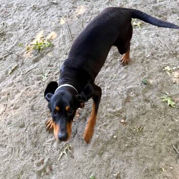 Bella -  Black And Tan Coonhound Dog for Adoption in Brookhaven, New York - Bella | PetCurious