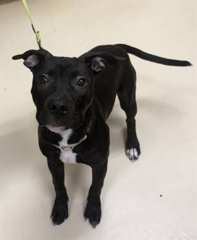 Pit Bull Terrier and Mixed Breed Dogs Available for Adoption - PAISLEY | PetCurious