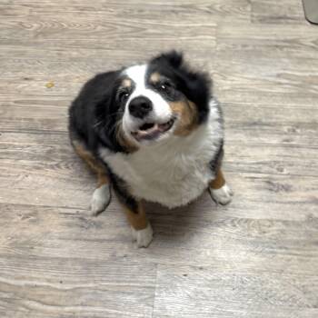 Rescue Australian Shepherd Dogs for Adoption in Shakopee, Minnesota - Barkley | PetCurious