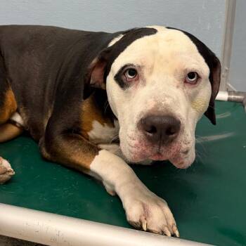 Labrador Retriever and Mixed Breed Dogs Available for Adoption in Detroit Lakes, Minnesota - Dotson | PetCurious