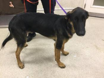 Rescue German Shepherd Dog Dogs for Adoption in Riverside, California - WALTER | PetCurious
