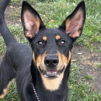 Rescue Doberman Pinscher and Shepherd Dogs for Adoption in Pleasanton, California - Millie - ECAS | PetCurious