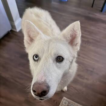 Mineral Water -  Husky Dog Available for Adoption in Columbia, South Carolina - Mineral Water | PetCurious